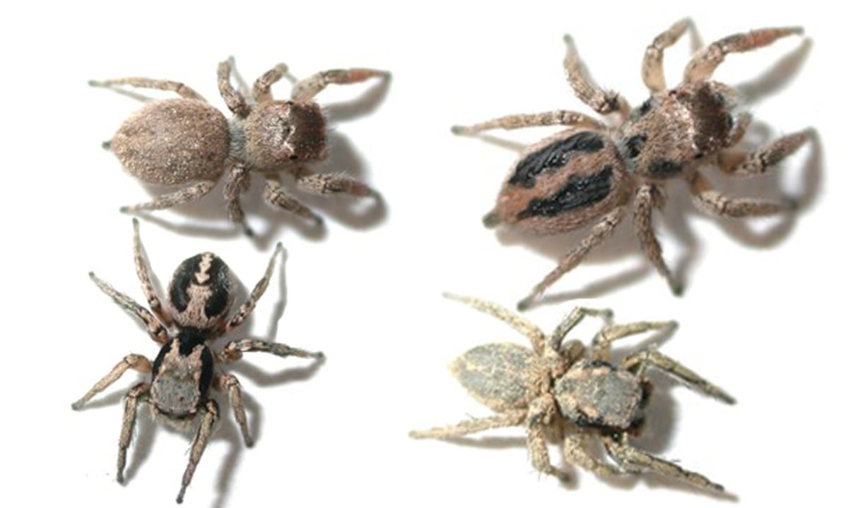 Makeup Fails To Solve Mystery Of Why Jumping Spiders Have Back Stripes Spiders The Guardian Makeup Fails To Solve Mystery Of Why Jumping Spiders Have Back Stripes Spiders The Guardian