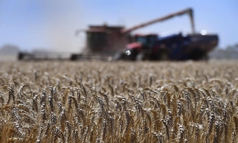 A paddock of wheat being harvested on a farm near Inverleigh, some 100kms west of Melbourne.