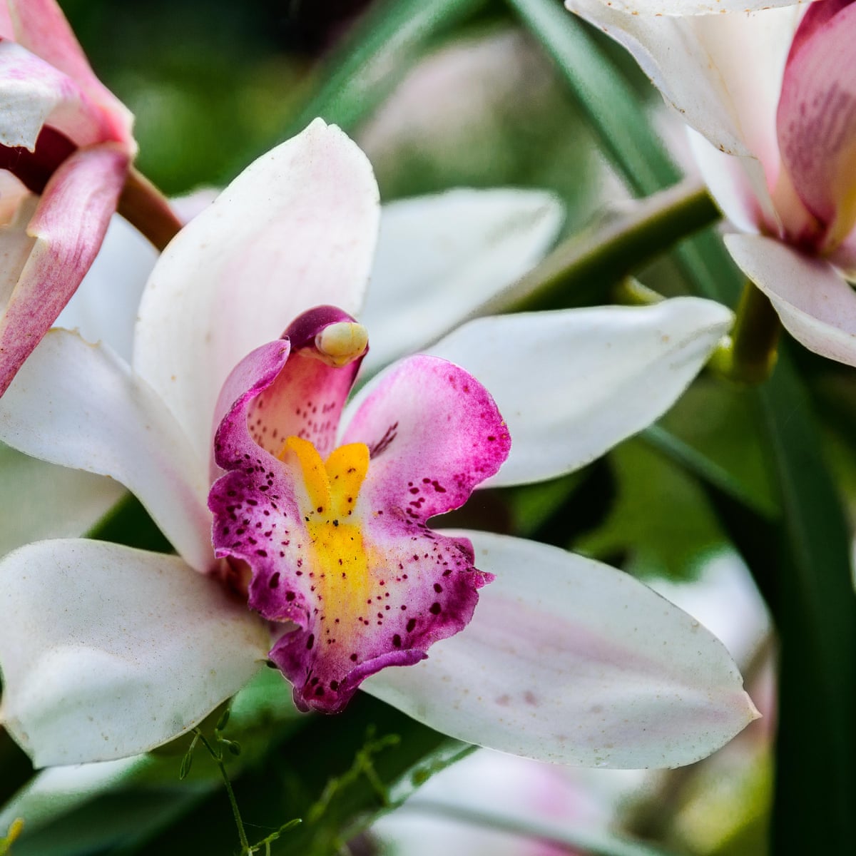 Are Orchids Asian