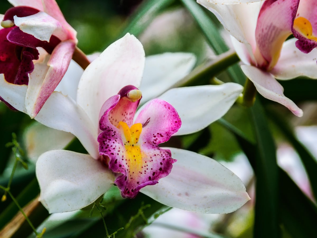 Orchids Are Woven Through Chinese Culture What Happens If They Vanish Plants The Guardian