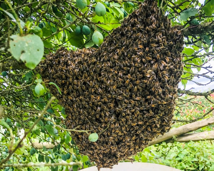Country diary: A solid ball of bees, right in front of me – what a stroke of luck | Michael White