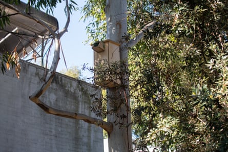 Newly installed owl boxes.