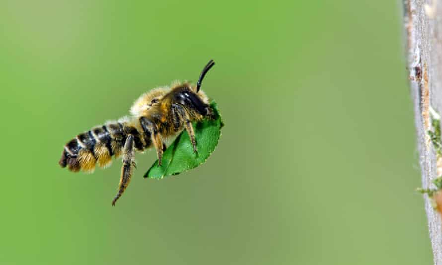 A leafcutter bee in Hertfordshire.
