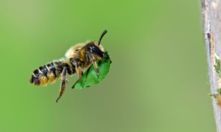 A leafcutter bee in Hertfordshire.