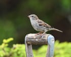 UK House Sparrow Populations Show Signs of Comeback