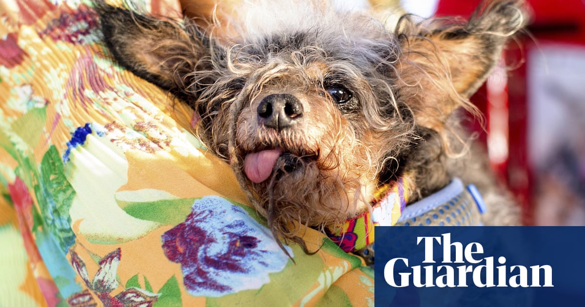 Scamp the Tramp is champ at World's Ugliest Dog Contest