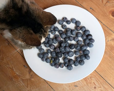 Best Sleep Aids. Blueberries