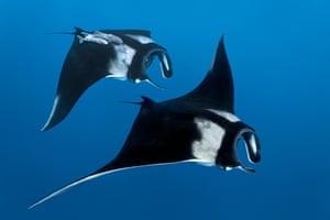 Two Reef manta rays off the coast of the Cocos Islands