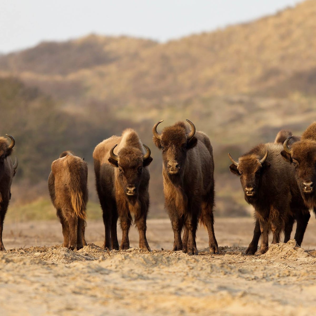 Return Of The Bison Herd Makes Surprising Comeback On Dutch