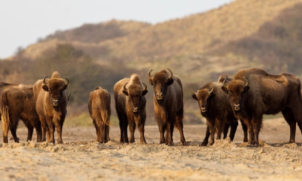 Wild bison return to the UK for first time in thousands of years