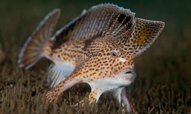 Scientists map the genome of Australian ‘punk’ fish that prefers to walk instead of swim Scientists map the genome of Australian ‘punk’ fish that prefers to walk instead of swim