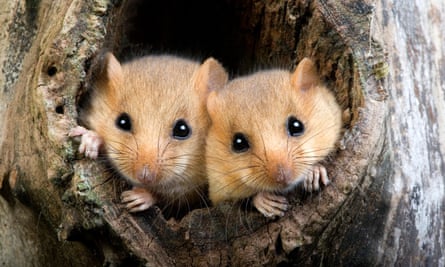 The rewilding project aims to provide new habitats for dormice and other species.