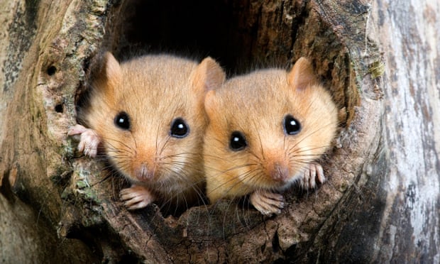 The millionaire rewilding the countryside, one farm at a time The rewilding project aims to provide new habitats for dormice and other species. Photograph: Imagebroker/Alamy