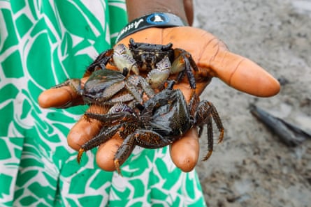 One of the women holds mud crabs collected from a restored mangrove wetland