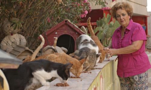 Cat People Are Loving a New Videogame. So Are Their Cats. - WSJ
