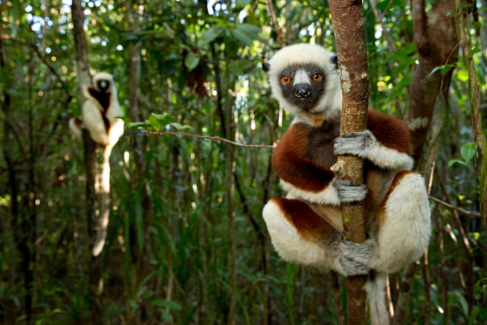 World Lemur Day – a photo essay by Bristol Zoological Society ...