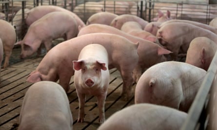 Hogs at a farm in Illinois, US