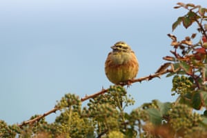 A cirl bunting in Devon, England. The endangered British farmland bird has bounced back from the brink of extinction