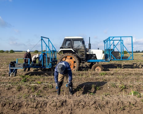 Farm workers harvest asparagus in a field