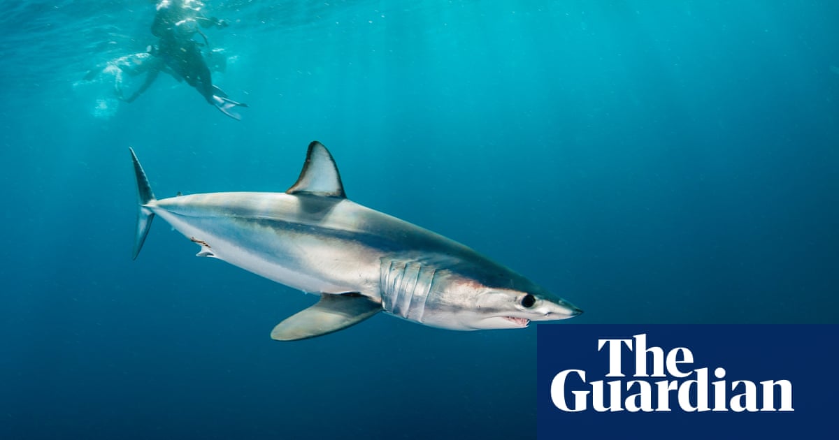 Endangered shark sold as flake in South Australia fish and chip shops, study finds