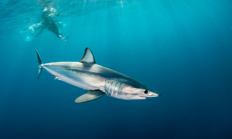 Shortfin mako shark was one of the threatened and imported species served up as flake in South Australia.