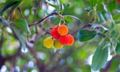 Arbutus unedo (strawberry tree) fruits
