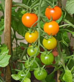Truss of Sungold tomatoes ripening on the vine in summer sunshine in English domestic garden