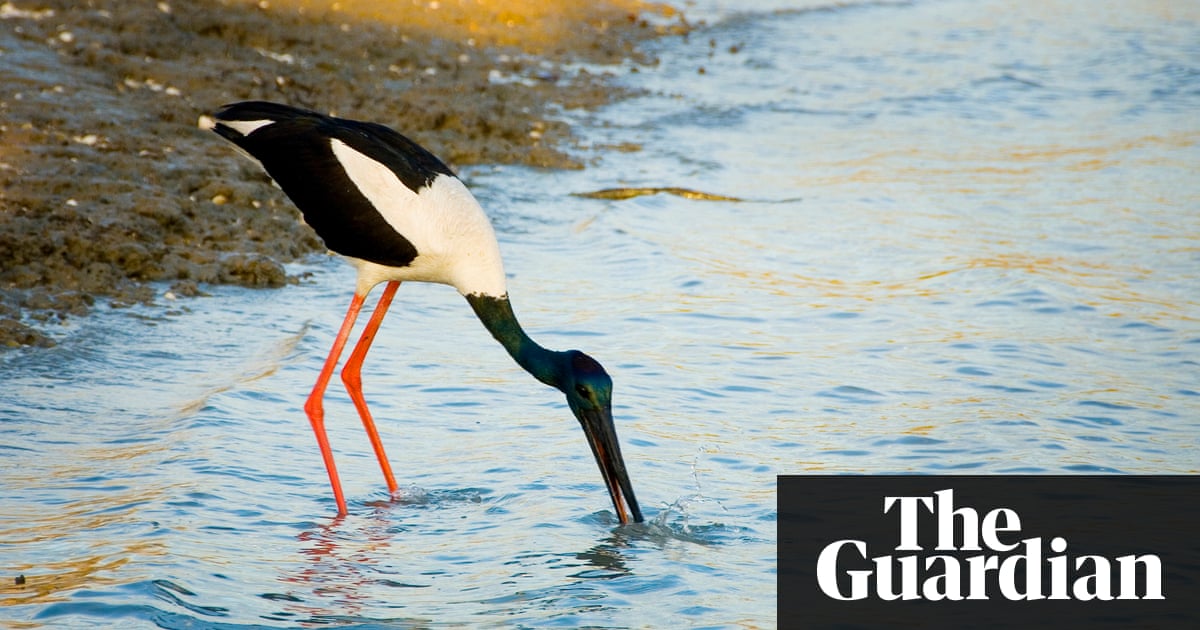 Developer criticised for plan to dredge Queensland wetland and build 3,600 homes | Australia news | The Guardian