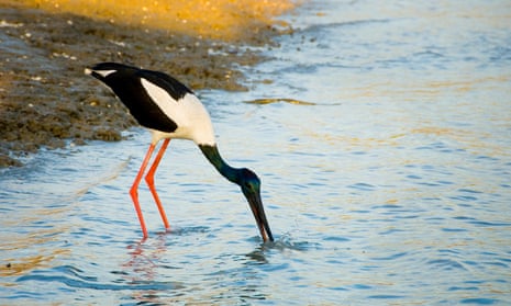 A wetlands bird