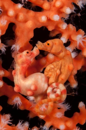 A pair of mating Denise's pygmy seahorses. The female on the left passes eggs to the empty brood pouch of the male on the right.