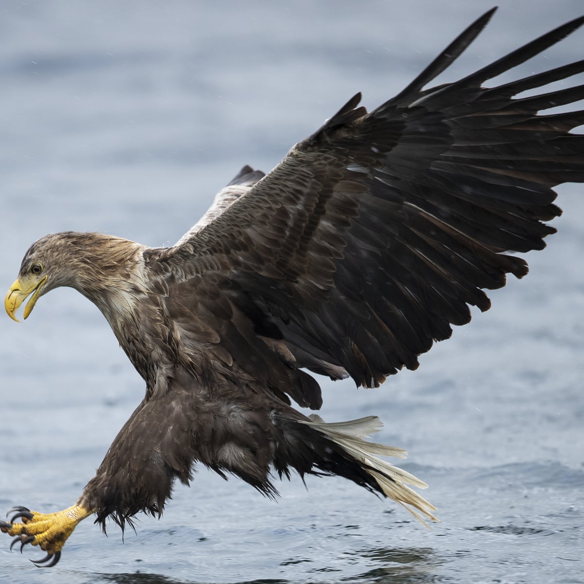 22+ Sea Eagles Crossword Kemprot Blog