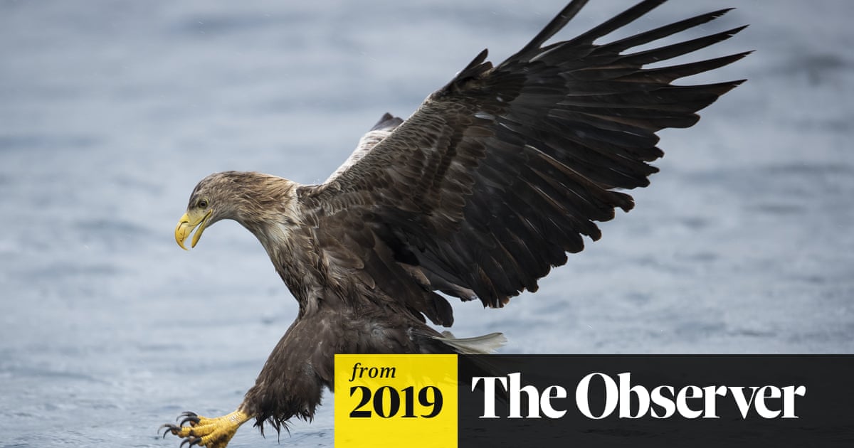 Sea Eagle 4 Letters Angkoo Sea Eagle 4 Letters Angkoo