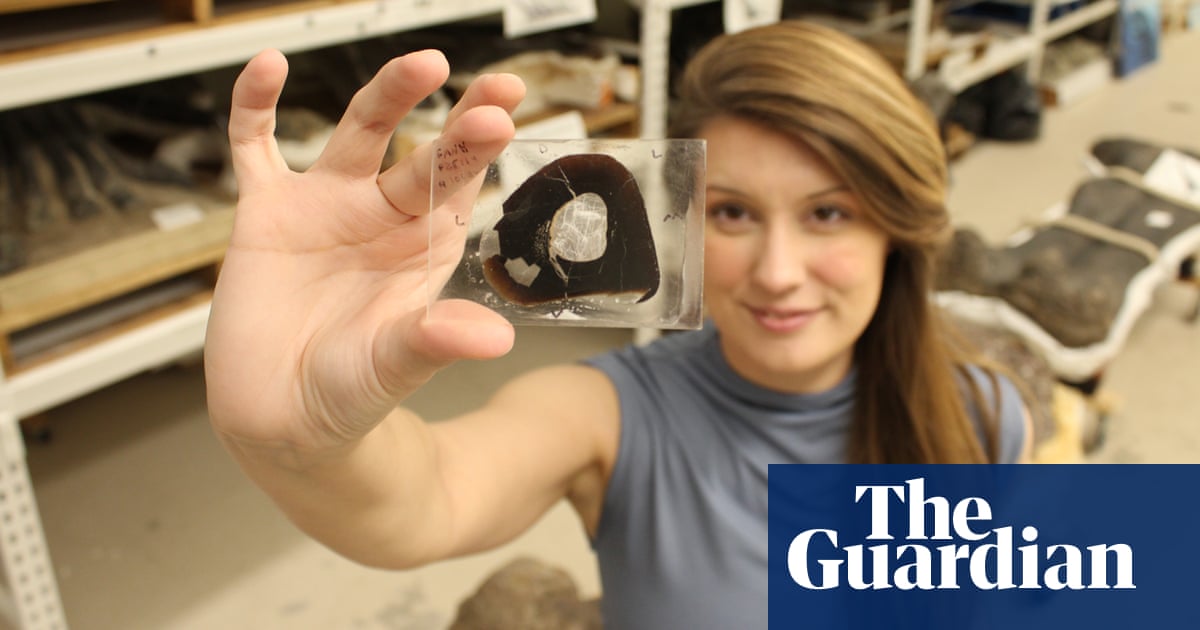 Dinosaur data: can the bones of the deep past help predict extinctions of the future? | Palaeontology | The GuardianBack to homepage