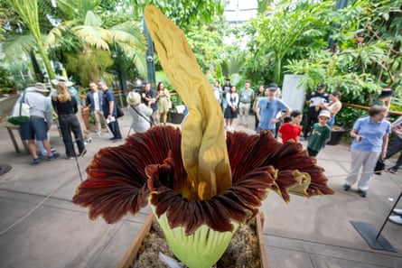a flower