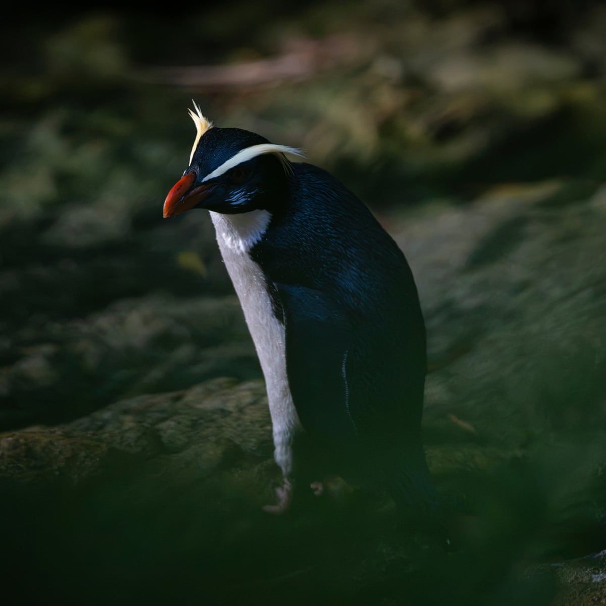 Uncovering the secrets of New Zealand’s elusive ‘jungle penguins’