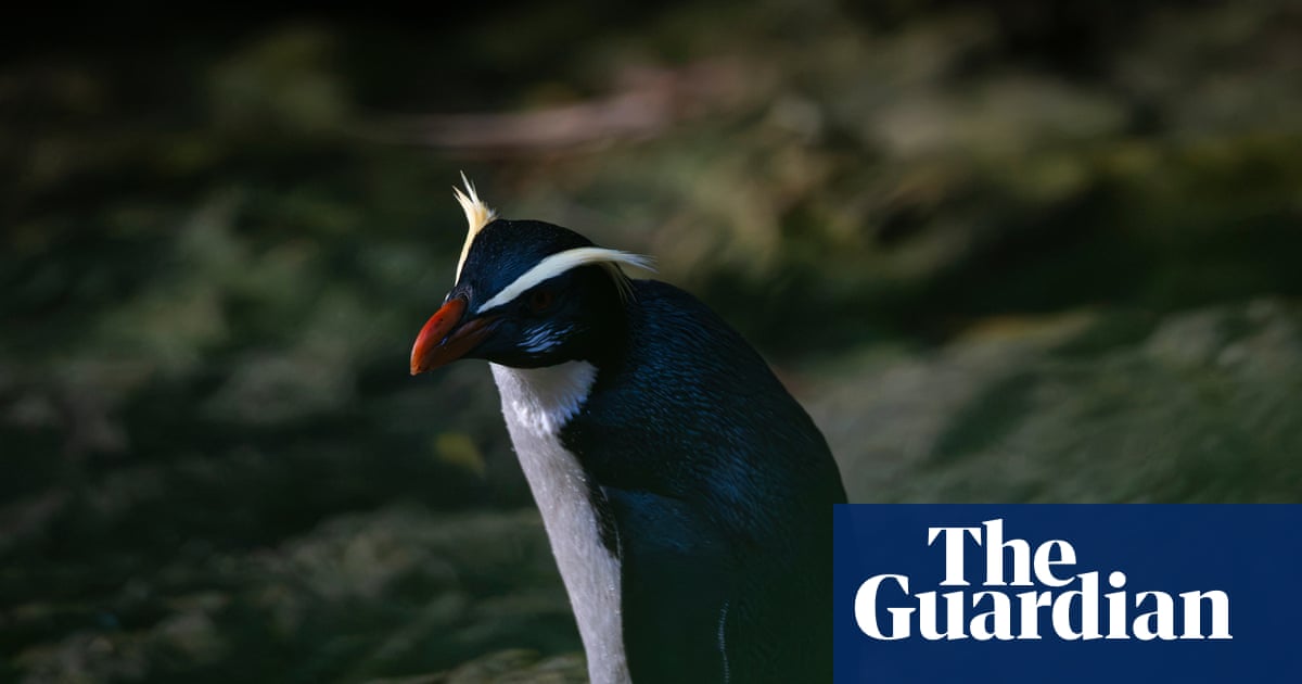 Uncovering the secrets of New Zealand’s elusive ‘jungle penguins’