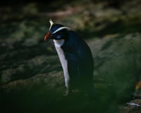 A tawaki sitting on a rock