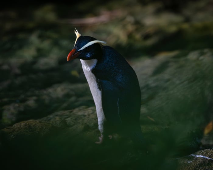 Uncovering the secrets of New Zealand’s elusive ‘jungle penguins’