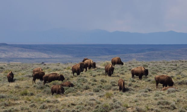 Bison have been reintroduced after a 120-year absence.