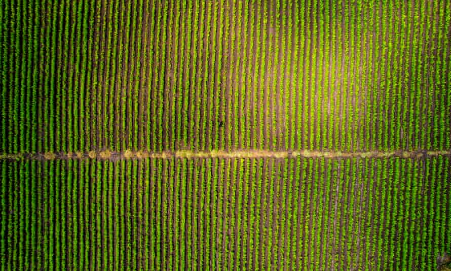 aerial view of an indian turmeric field