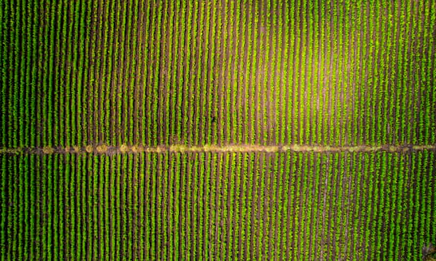aerial view of an indian turmeric field