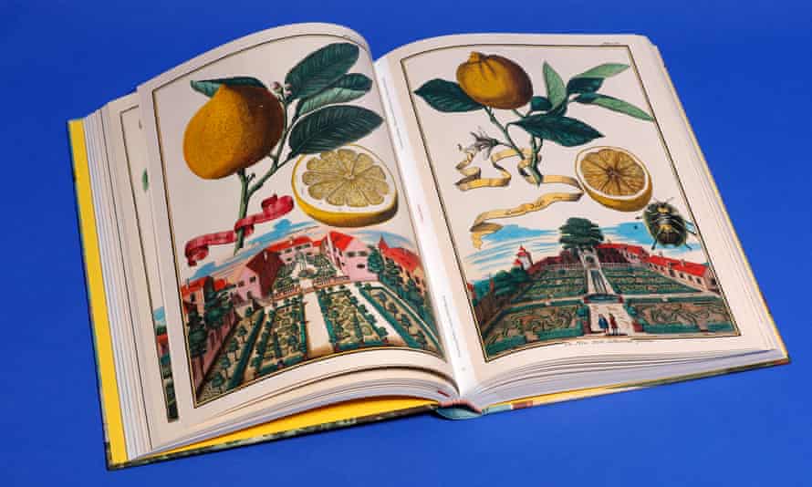 The Book of Citrus Fruits by JC Volkamer