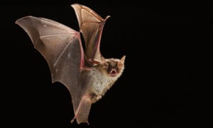 Look and listen out for bats using an online spectogram.