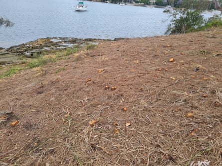The tree vandalism occurred on public land on the foreshore of Woodford Bay in Longueville.