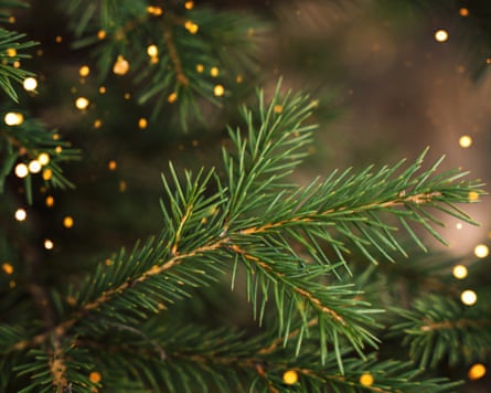 Needles of a Christmas tree