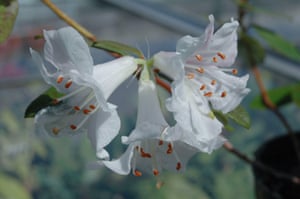 Rhododendron tephropeploides, a recently named new species of rhododendron