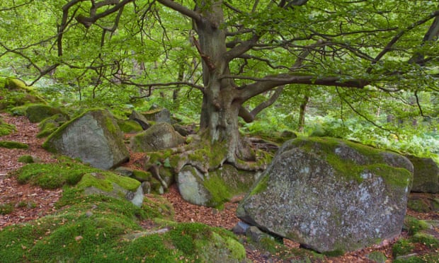 Wooded slopes in Padley Gorge in the Peak District national park, Derbyshire, England.