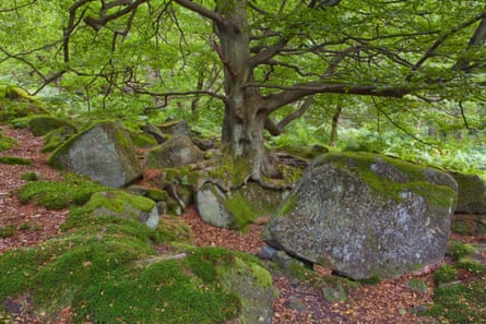 Wooded slopes in Padley Gorge in the Peak District National Park, Derbyshire, England, United Kingdom. Photographed in AugustBDJF9B Wooded slopes in Padley Gorge in the Peak District National Park, Derbyshire, England, United Kingdom. Photographed in August
