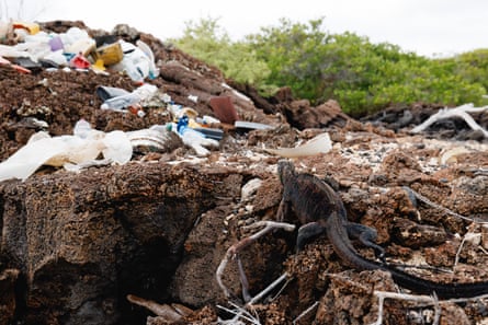 A marine iguana climbs on a rock covered in waste plastic