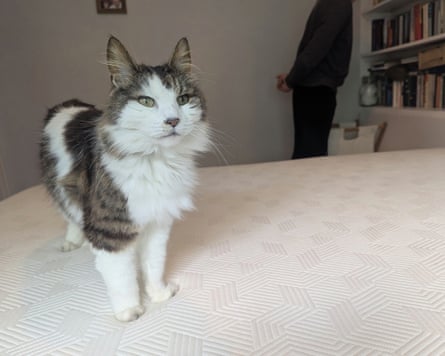 A cat stands on a Panda Hybrid Bamboo Mattress